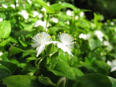 Tradescantia albiflo